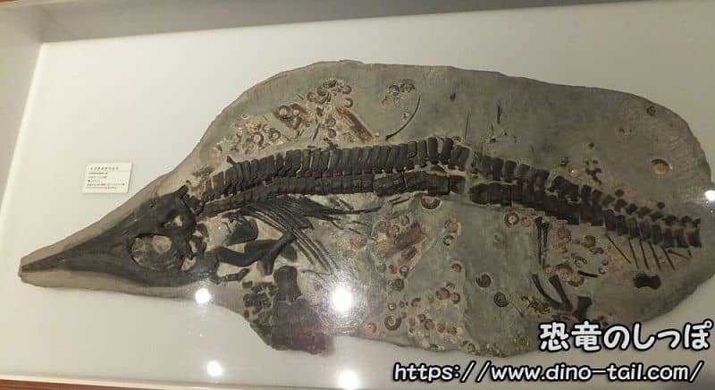 Esqueleto fósil completo de Ichthyosaurus