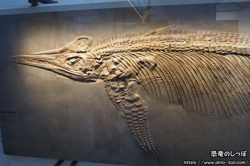 Fósil de Ichthyosaurus en el Museo Hauff, Alemania