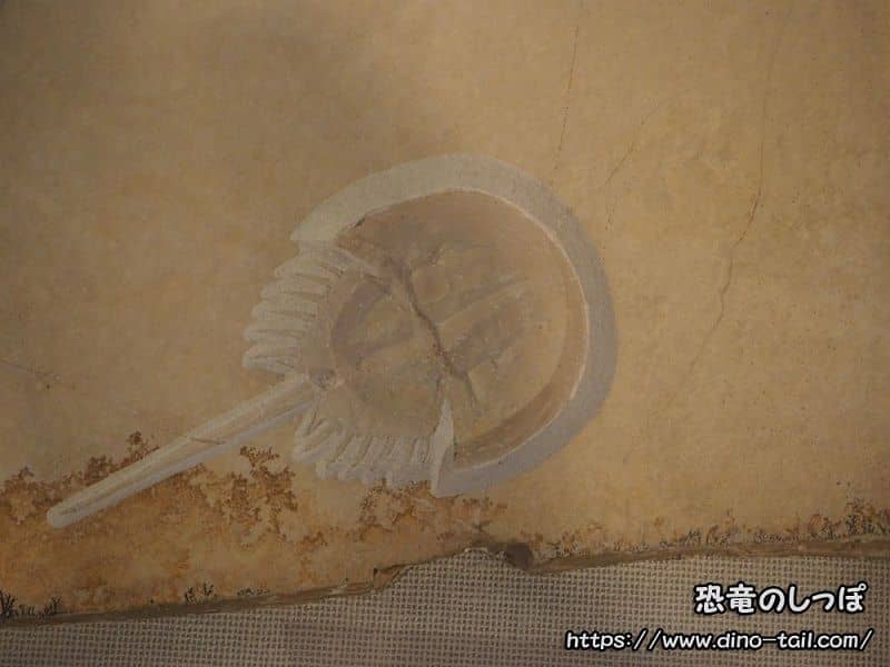 Fósil de Mesolimulus (Cangrejo herradura) - Colección del Museo Nacional de Ciencia de Tokio