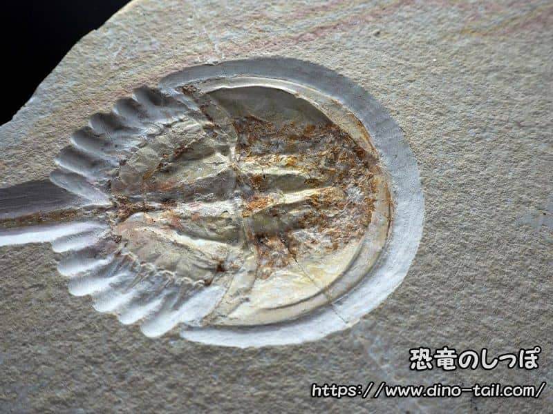 Fósil de Mesolimulus (Cangrejo herradura)