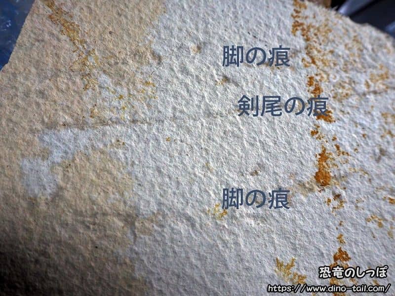 Rastro de Mesolimulus (Cangrejo herradura)