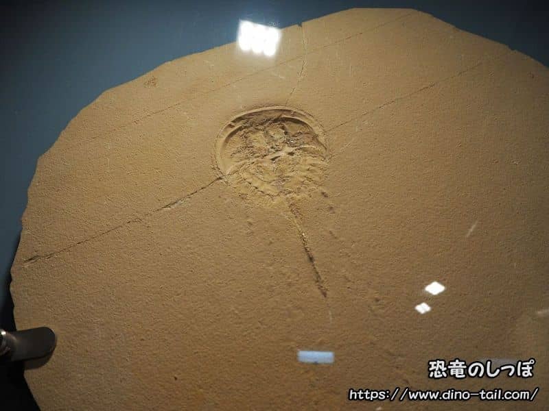 Fósil de Mesolimulus (Cangrejo herradura) y marcha de la muerte