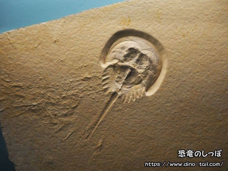 Fósil de Mesolimulus (Cangrejo herradura) y rastro