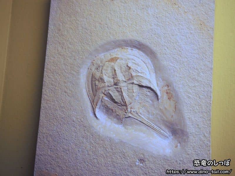 Fósil de Mesolimulus (Cangrejo herradura)