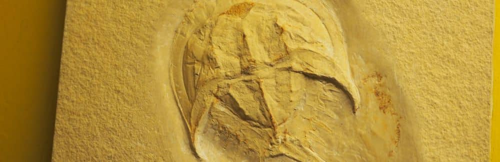 Mesolimulus (Cangrejo herradura)