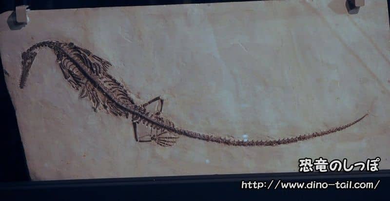 Esqueleto fósil completo (tomada en 2017) Procedente de la Cuenca de Paraná, Brasil