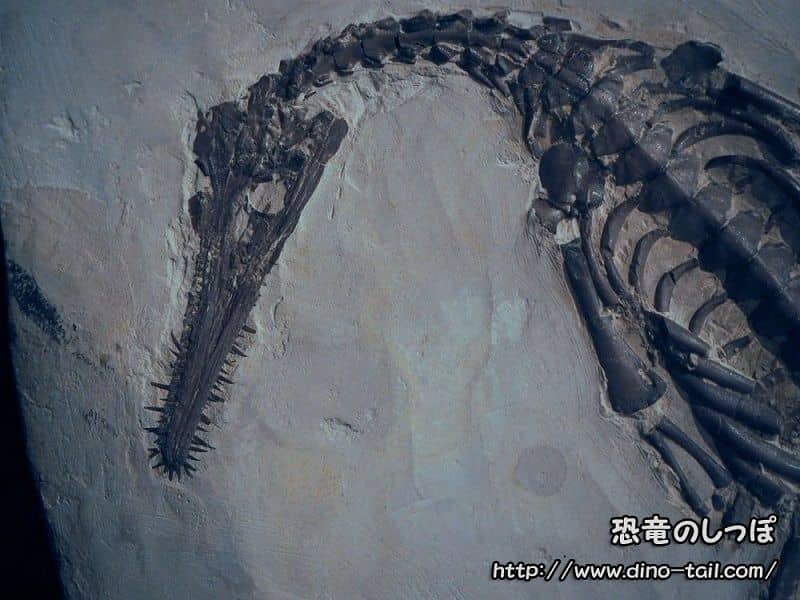 Cráneo fósil de Mesosaurus