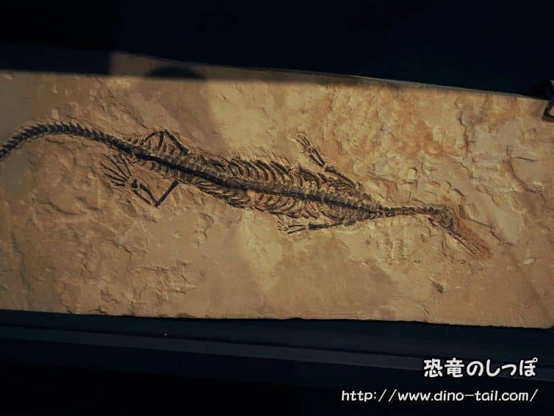 Esqueleto fósil completo de Mesosaurus