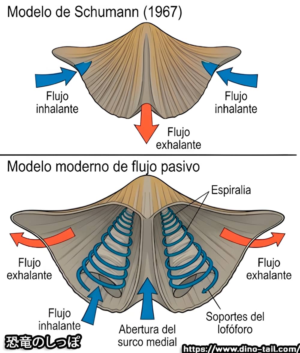 Sistema de filtración automático de Mucrospirifer