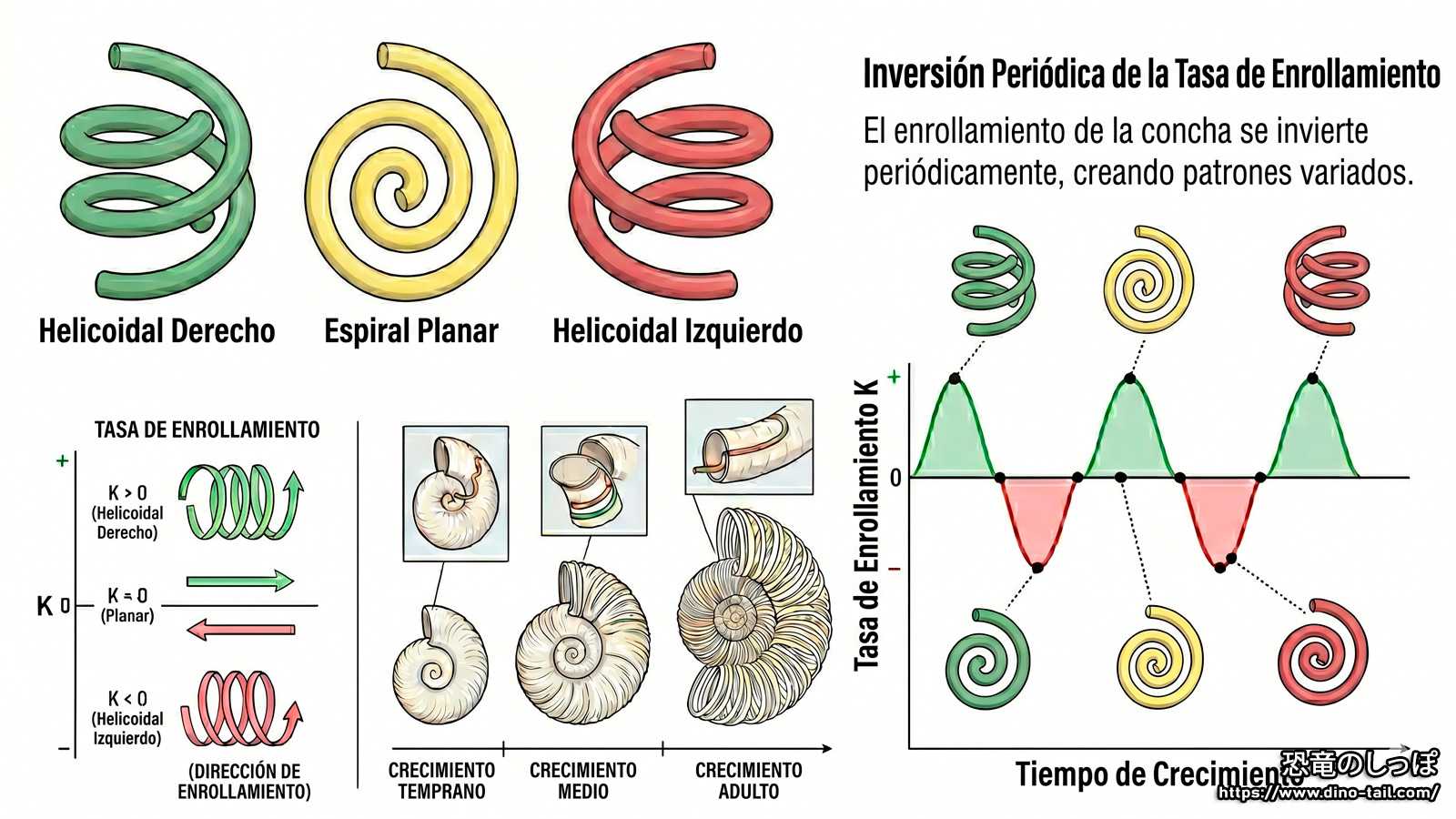 Imagen del modelo de crecimiento de Nipponites