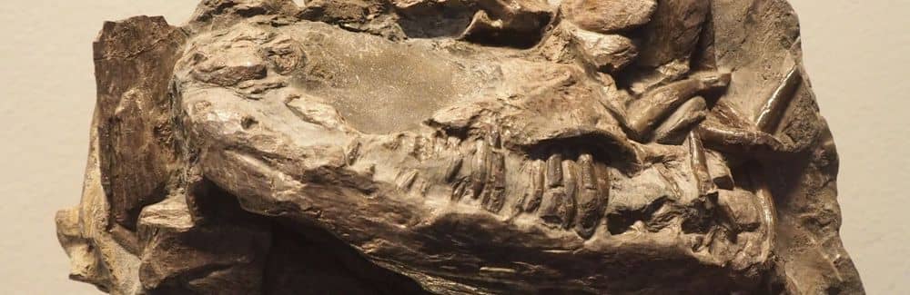 Imagen de cabecera de la Enciclopedia de Paleontología