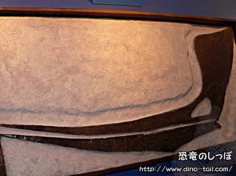 Cráneo fósil de Pteranodon