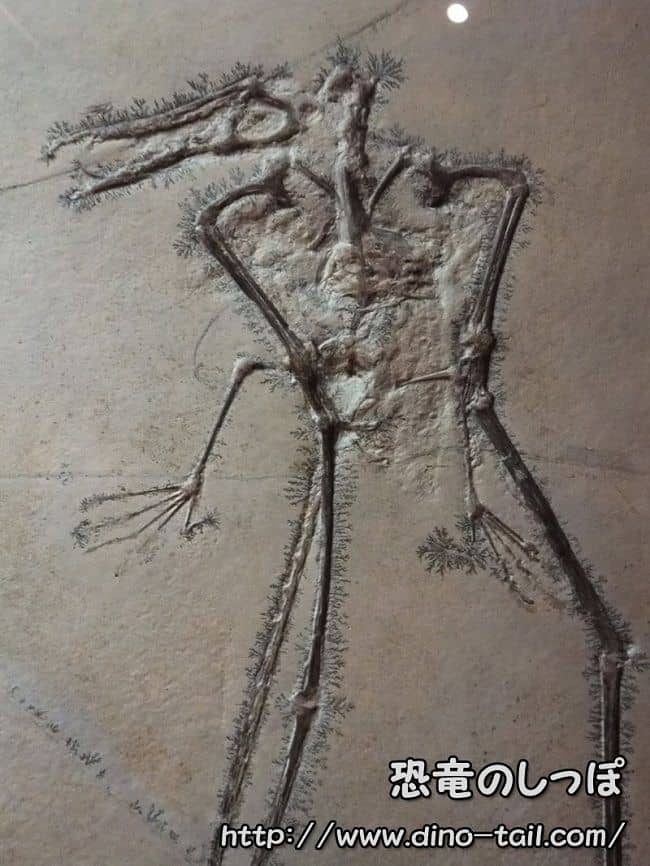 Esqueleto fósil completo de Rhamphorhynchus