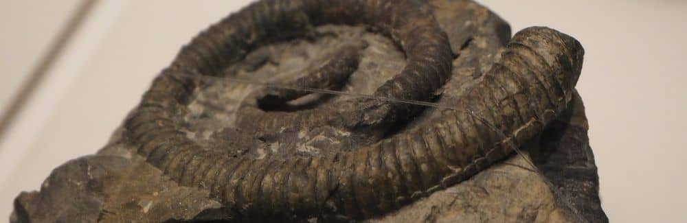 Scalarites (Ammonite)