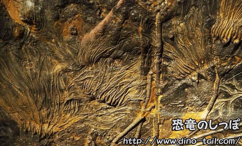 Fósil de Scyphocrinites elegans - Colección del Museo Nacional de Ciencia de Tokio