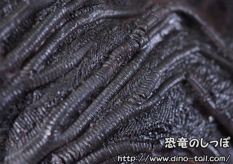 Entre los brazos de Scyphocrinites