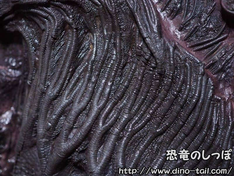 Fósil de Scyphocrinites elegans