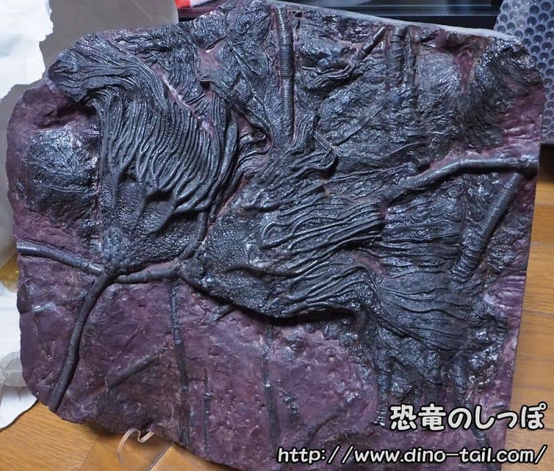 Fósil de Scyphocrinites elegans