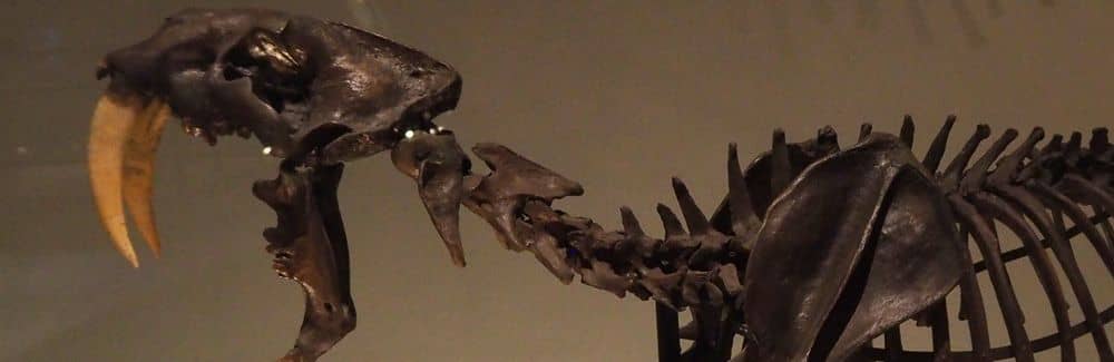 Smilodon (Tigre dientes de sable)