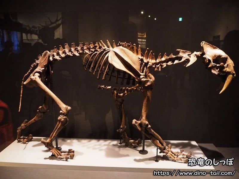 Esqueleto fósil completo de Smilodon (Tigre dientes de sable)