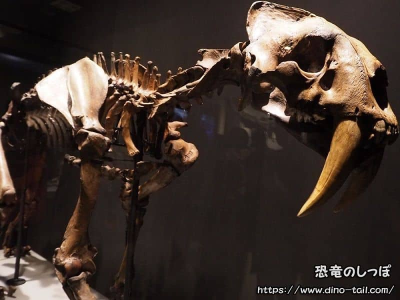 Esqueleto fósil completo de Smilodon (Tigre dientes de sable) Colección del Museo de Historia Natural de Londres