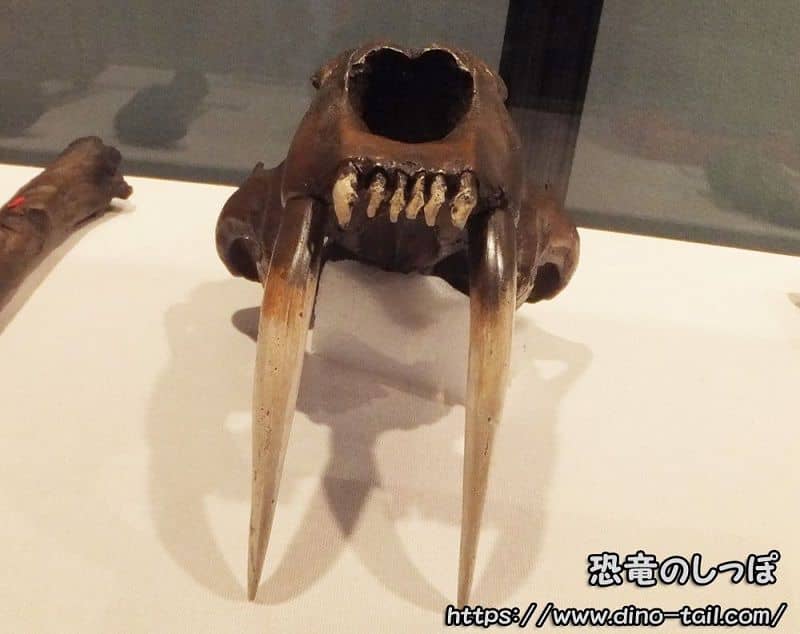 Colmillos caninos de Smilodon (Tigre dientes de sable)