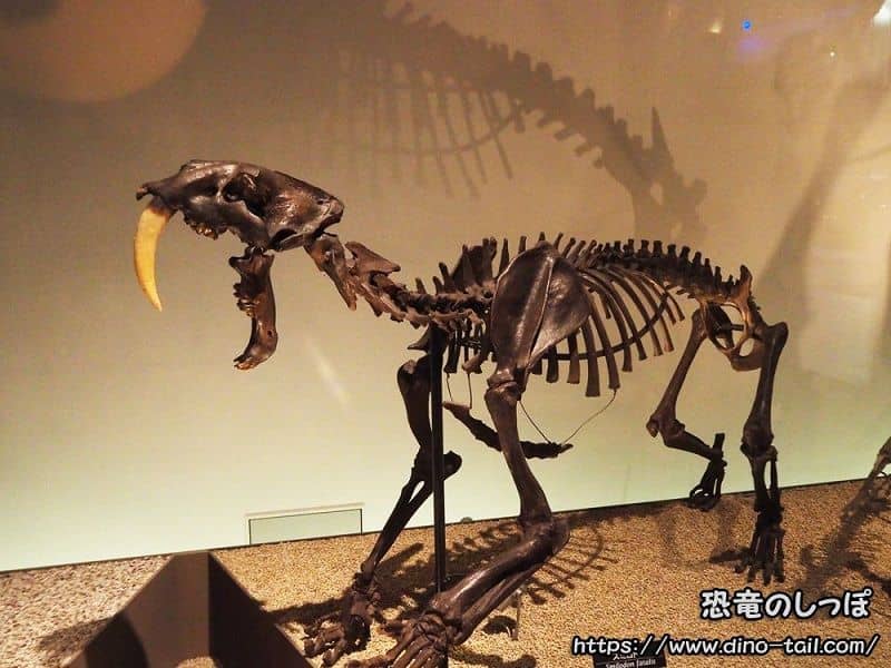 Esqueleto fósil completo de Smilodon (Tigre dientes de sable) Smilodon fatalis (tomada en 2018) Colección del Museo Nacional de Ciencia de Tokio