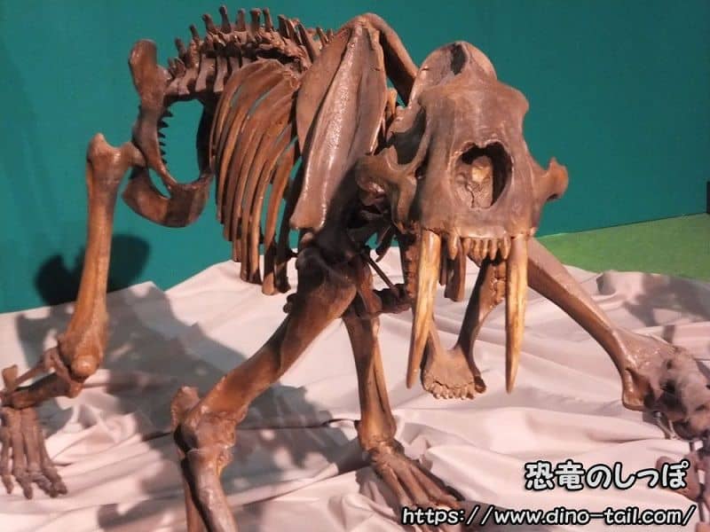 Esqueleto fósil completo de Smilodon (Tigre dientes de sable)