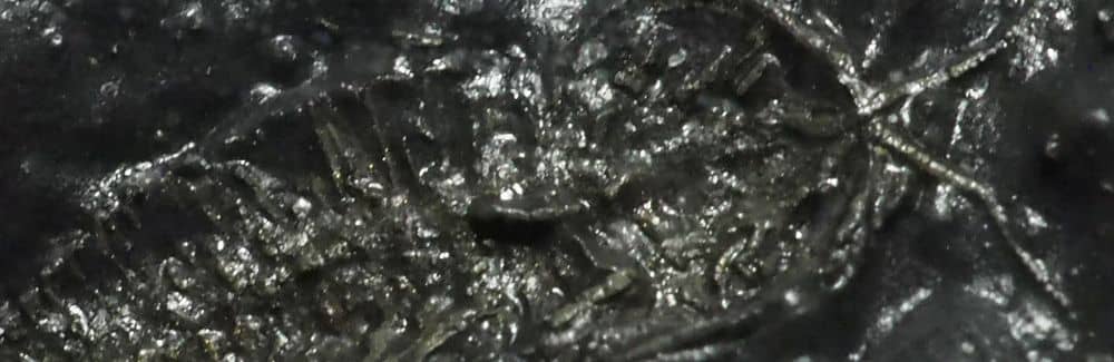 Triarthrus (Trilobite)