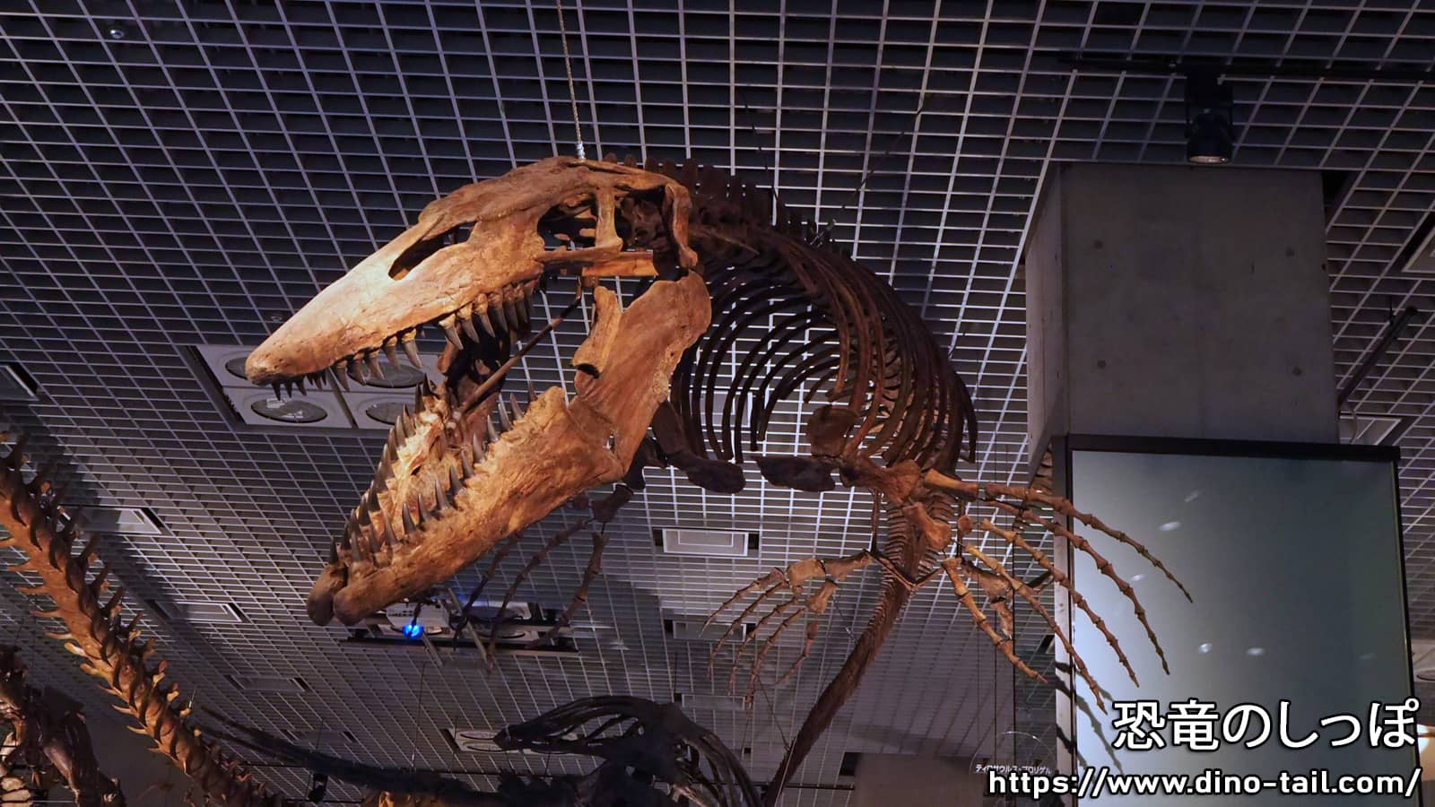 Esqueleto fósil completo de Tylosaurus