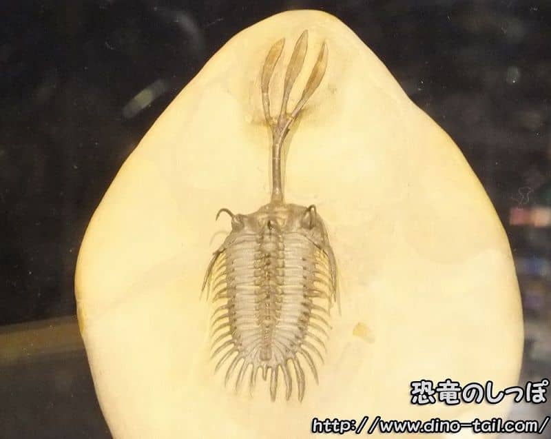 Walliserops trifurcatus - Exposición 'Gran Salto de la Vida' (tomada en 2015)