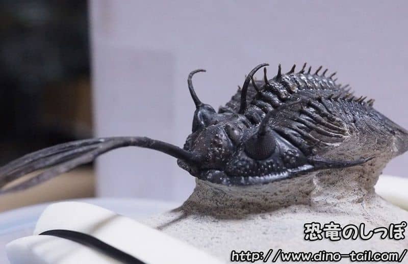 Fósil de Walliserops trifurcatus (tridente largo)