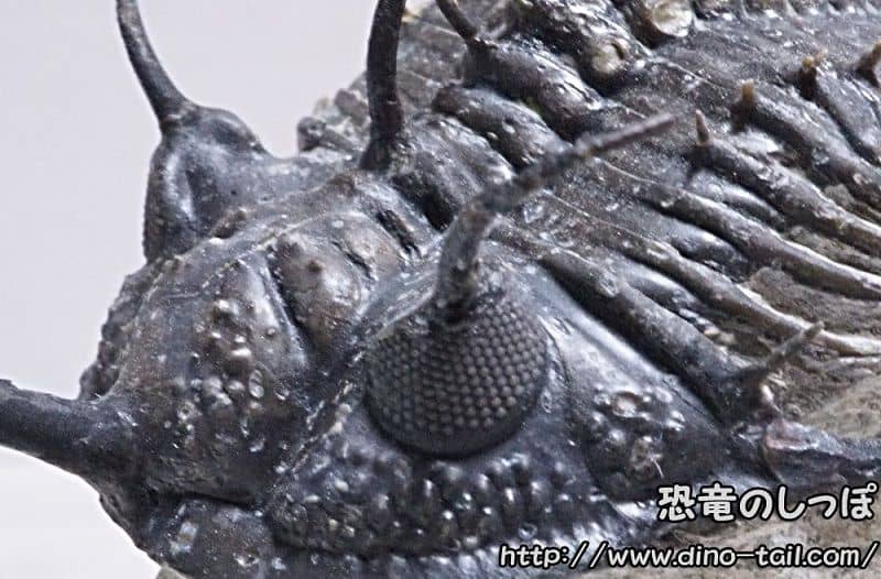 Ojo compuesto de Walliserops trifurcatus