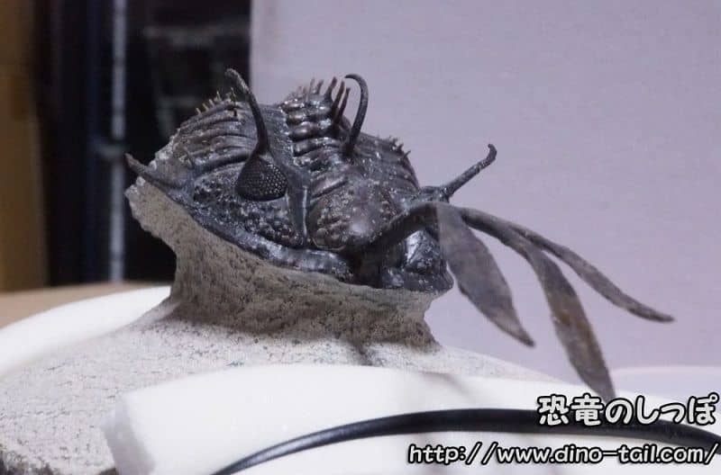 Walliserops trifurcatus - Mi colección