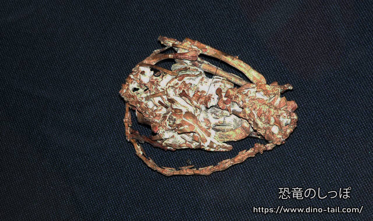 Fósil de Mei girando el cuello hacia la espalda