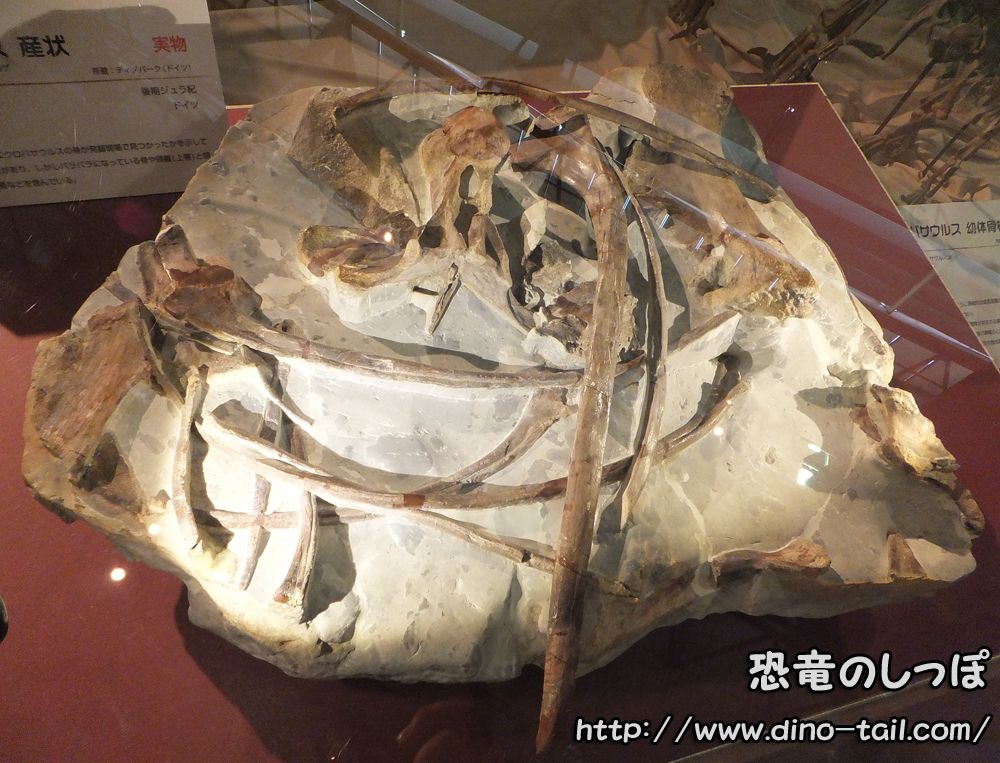 Fósil de Europasaurus en el yacimiento