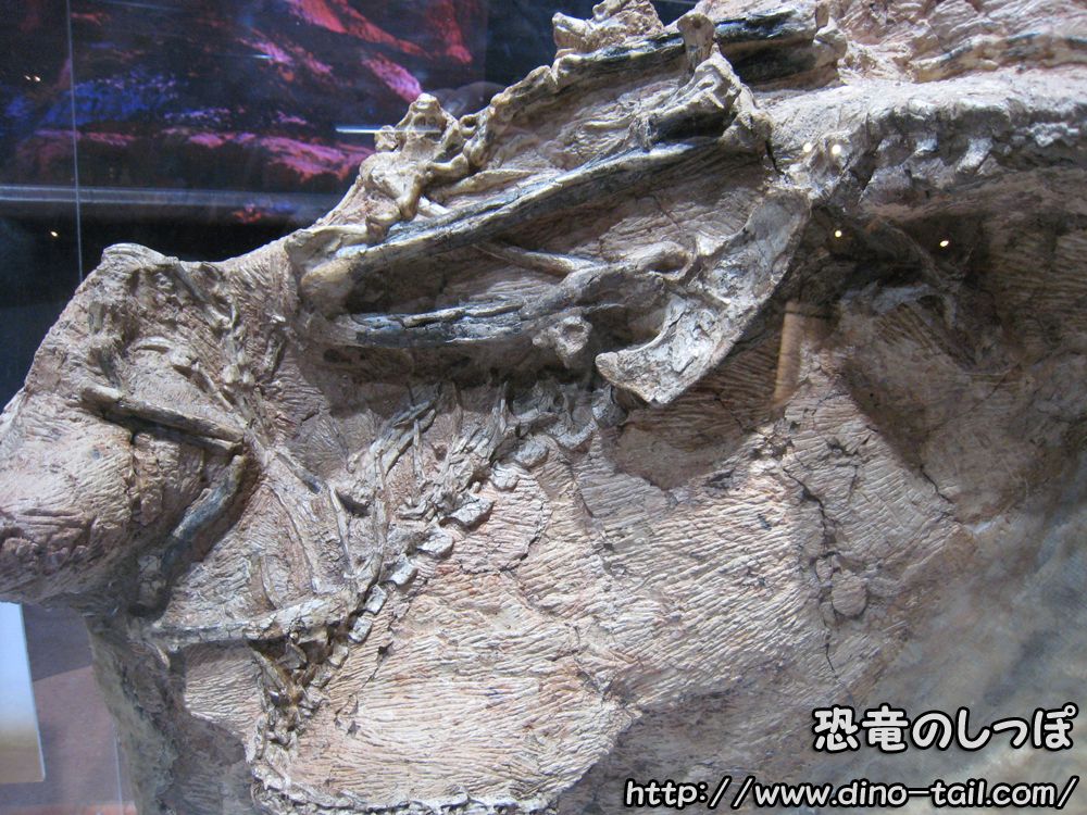 Fósil de Guanlong en el yacimiento