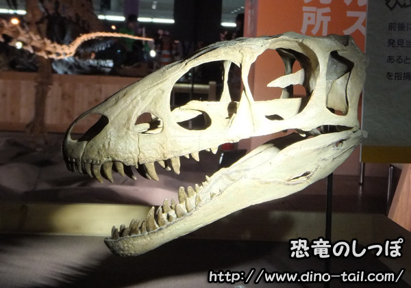 Cráneo fósil de Raptorex (fotografiado en 2012)