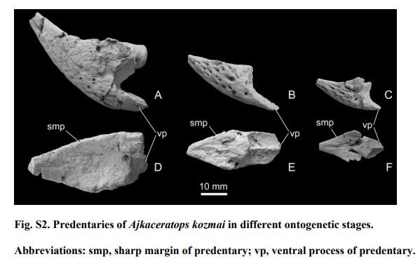 Documento de descripción de Ajkaceratops kozmai