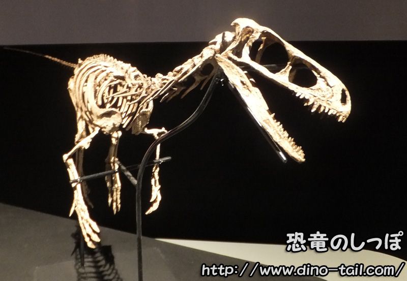 Esqueleto fósil completo de Eodromaeus