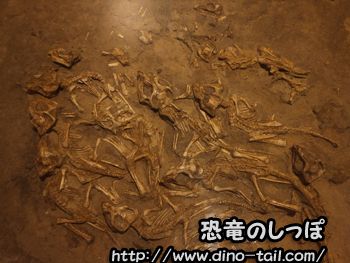 Nido de Protoceratops