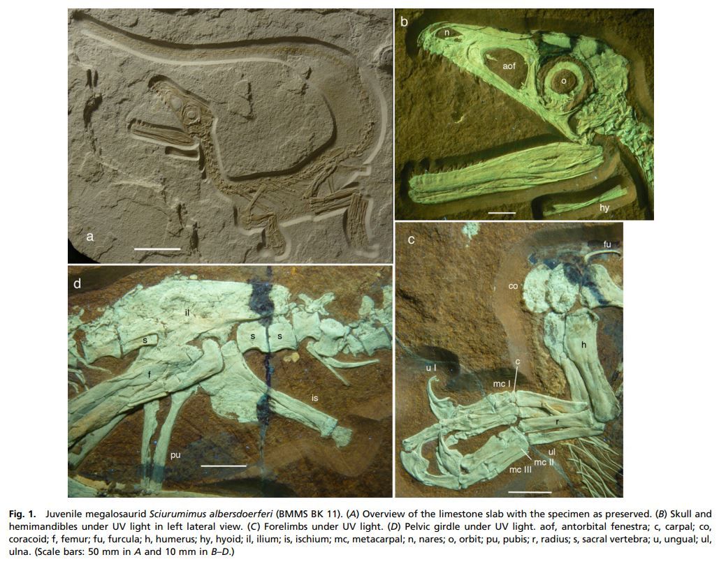 Extracto del artículo de descripción de Sciurumimus