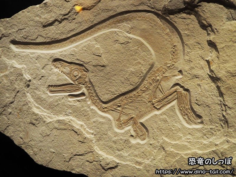 Fósil de Sciurumimus