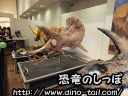 Cráneo de un Ceratopsidae