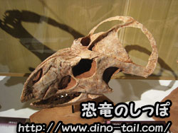 Cráneo de un Protoceratopsidae