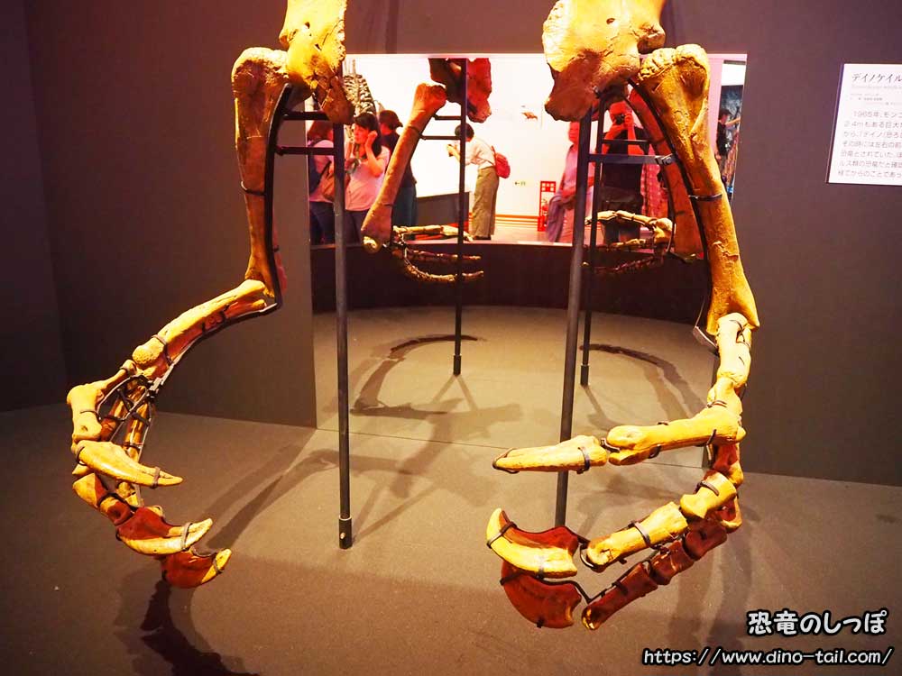 Fósil del brazo de Deinocheirus