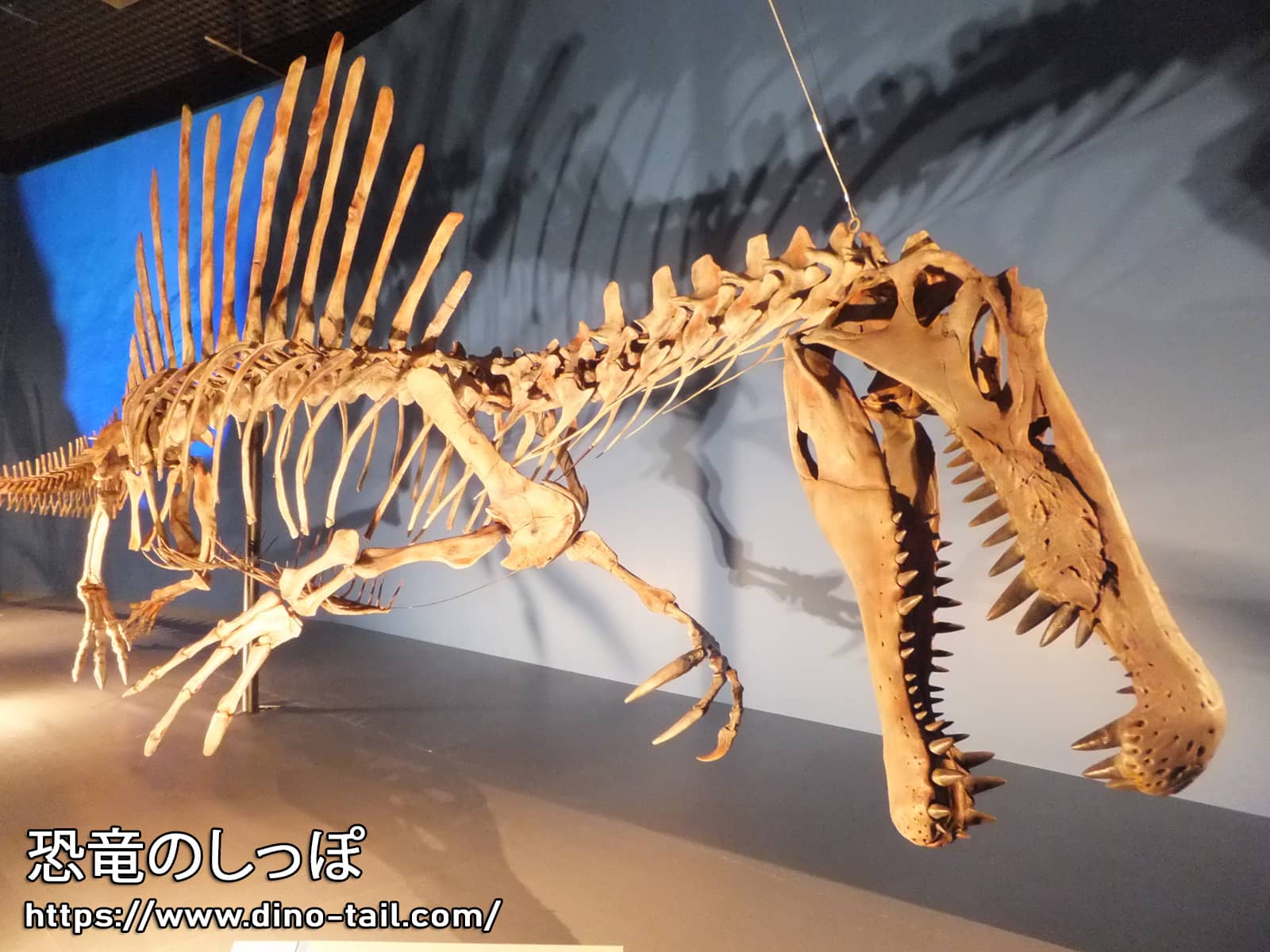 Esqueleto fósil completo de Spinosaurus