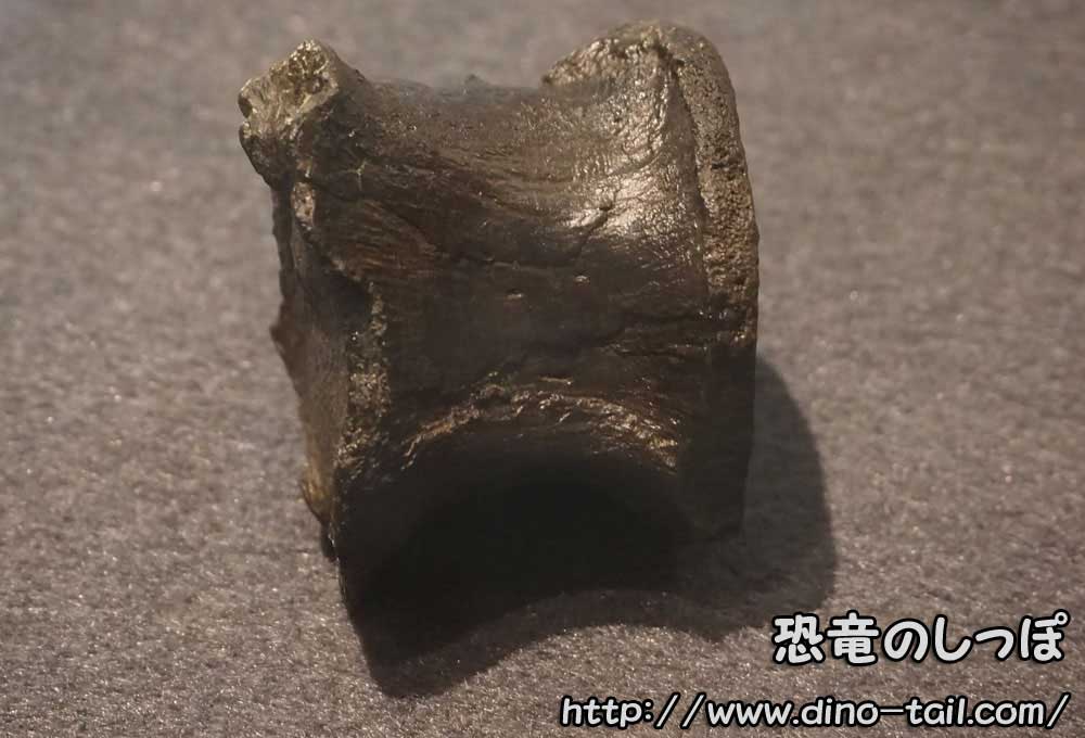 Fósil de vértebra dorsal de Koshisaurus