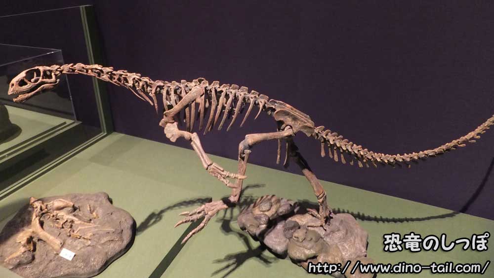 Esqueleto fósil completo de Chilesaurus