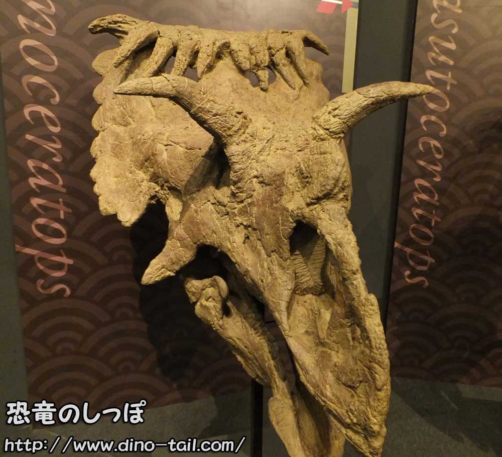 Fósil del cráneo de Kosmoceratops